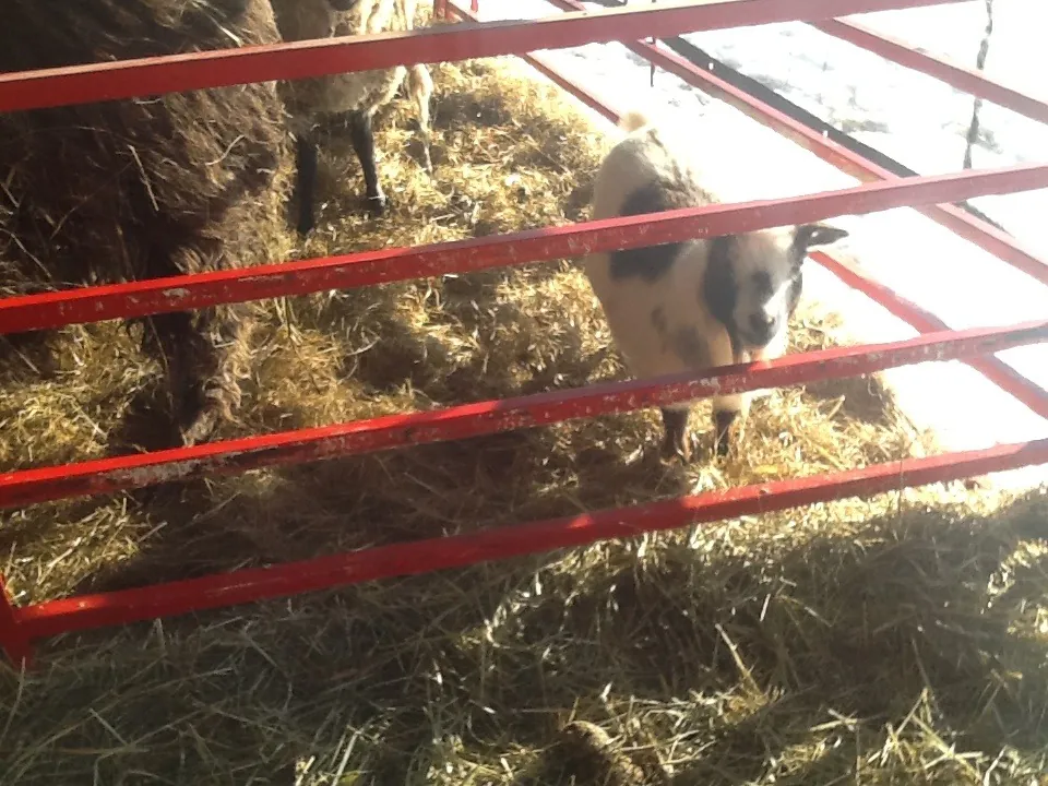 Peace and harmony on the farmony