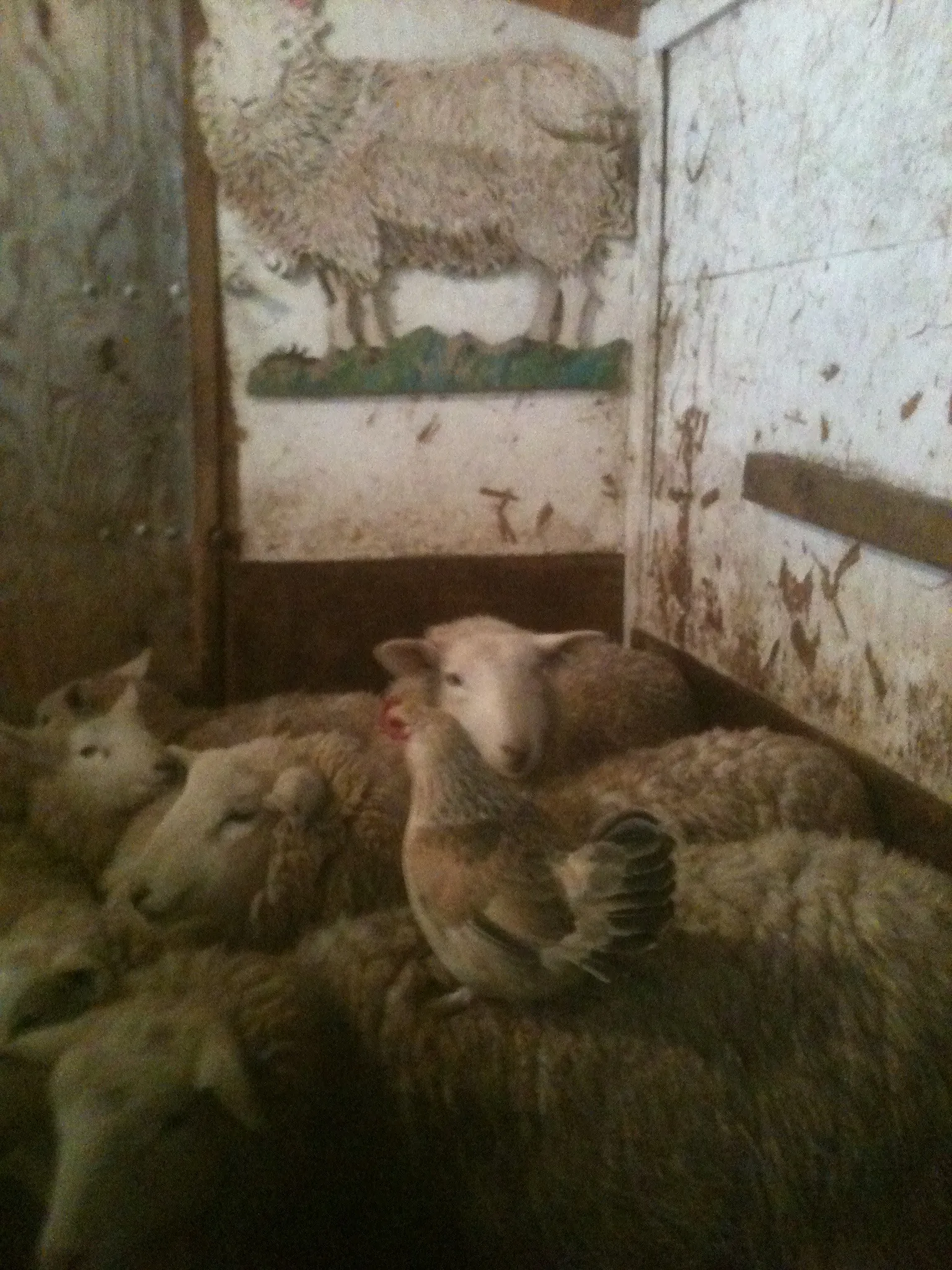 Do your sheep have ticks?