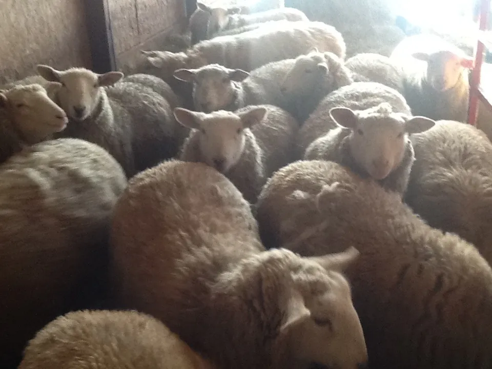 You can’t kill-em all