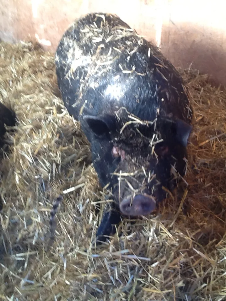 Sometimes you have to be smarter than a pig