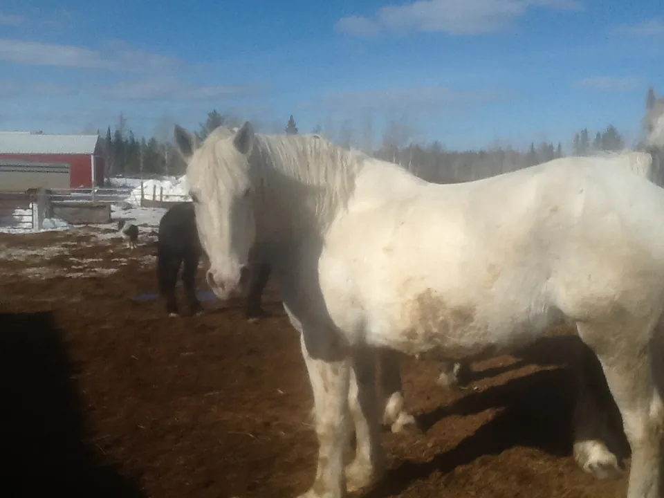 Sam’s sister Sue is all white.