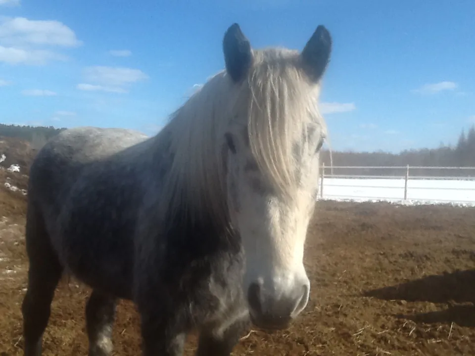 Cody is eleven years old and still sports his dapples. Dapple grey and white Percherons are born black and eventually turn white.