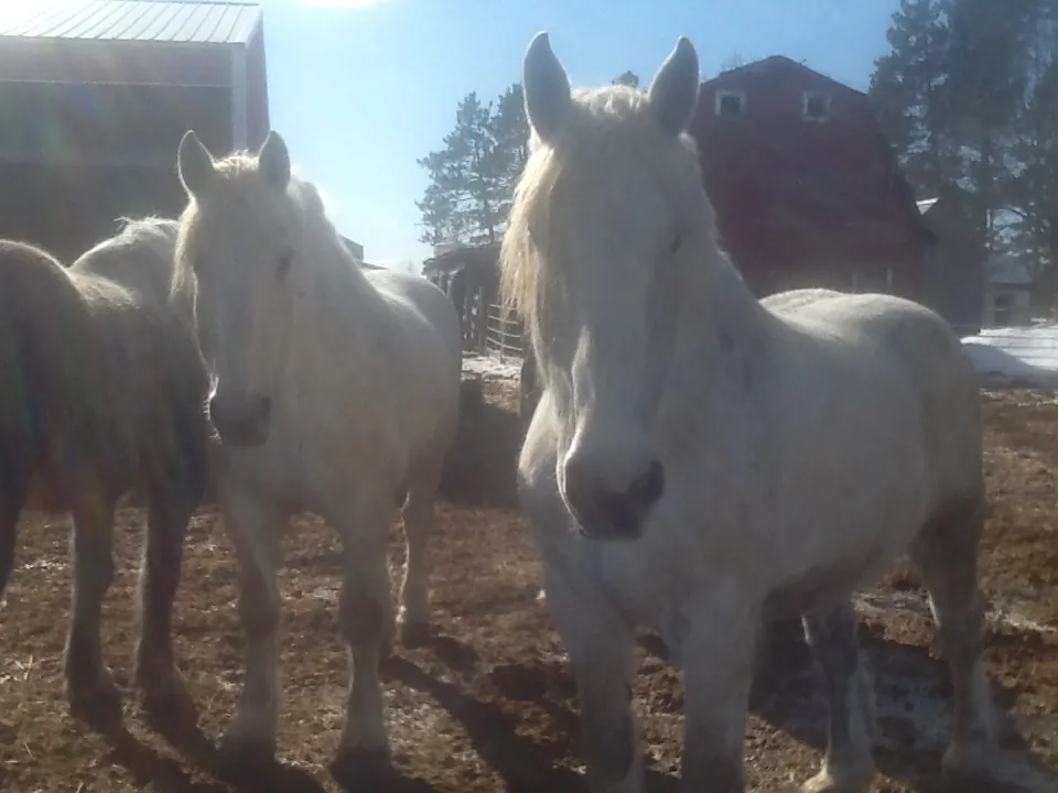 At age thirteen, Mick and Bud are my “old” team. I call them my “Christmas horses” because they were a present from Mrs. Ed. Their last names are “Alob and Wiser”.