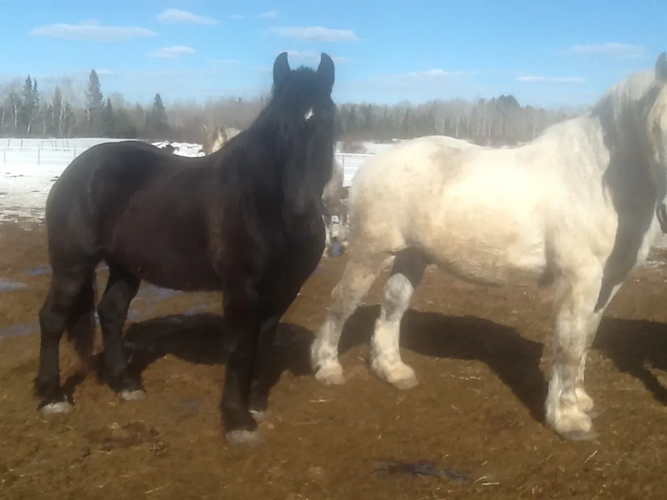 Meet Mr. Ed’s horses