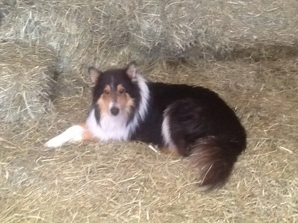 This is Winston, senior dog of the farm. Born in 2007, he came from my sister Gloria. His mother Lucy was a collie, his father Sam was a border collie. What he lacks in border collie intensity, he makes up with loyalty. He likes to play fetch but won’t give the ball back. He greets visitors by putting his head on your lap when you open your car door. Yesterday he jumped in the UPS truck. Seizing the moment, I told the driver “nice dog! I wish I had one like that”. He gave him to me.