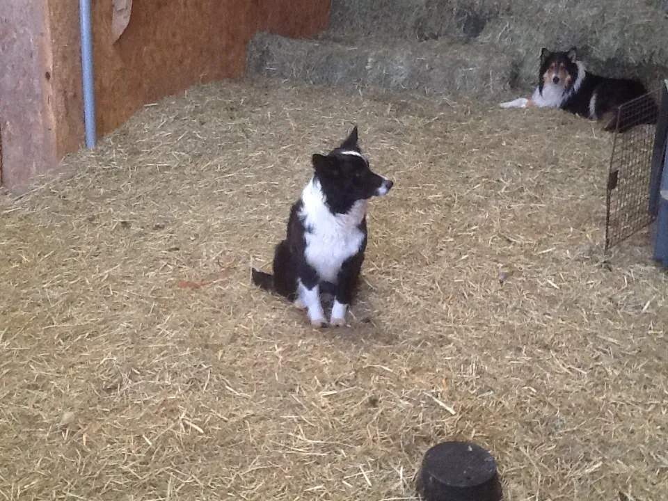 Rosie, a 2 year old border collie, is truly the “Queen” of the farm. She came from a large family of 11 pups on a dairy farm near Elrosa Minnesota. She greets me at the door every morning and stays just ahead of me when I do chores. When I open the barn door she rushes in to make sure the coast is clear. The sheep snap to attention and the wild chickens fly up to the rafters.
