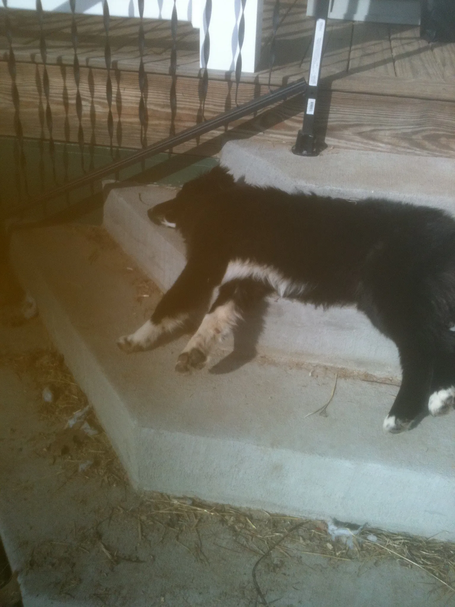 Time to “Name that Dog”