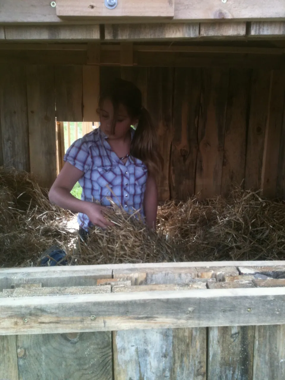 Dallas, shaking out the straw for the new home.