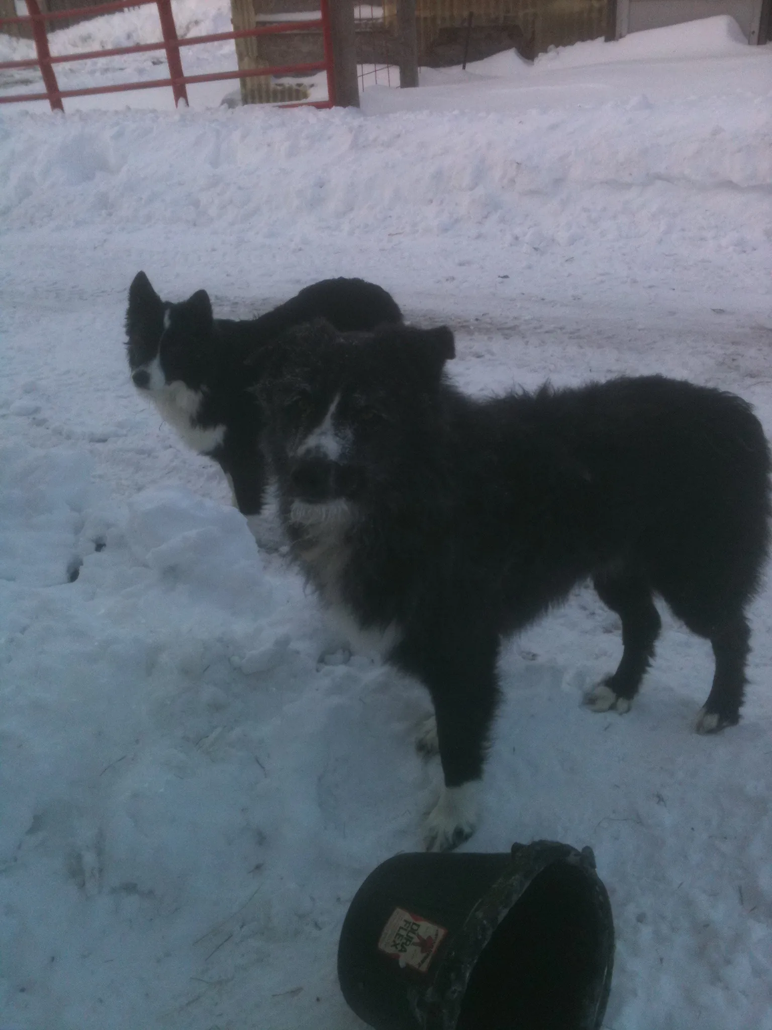 Fonzie and Rosie love romping in the snow.