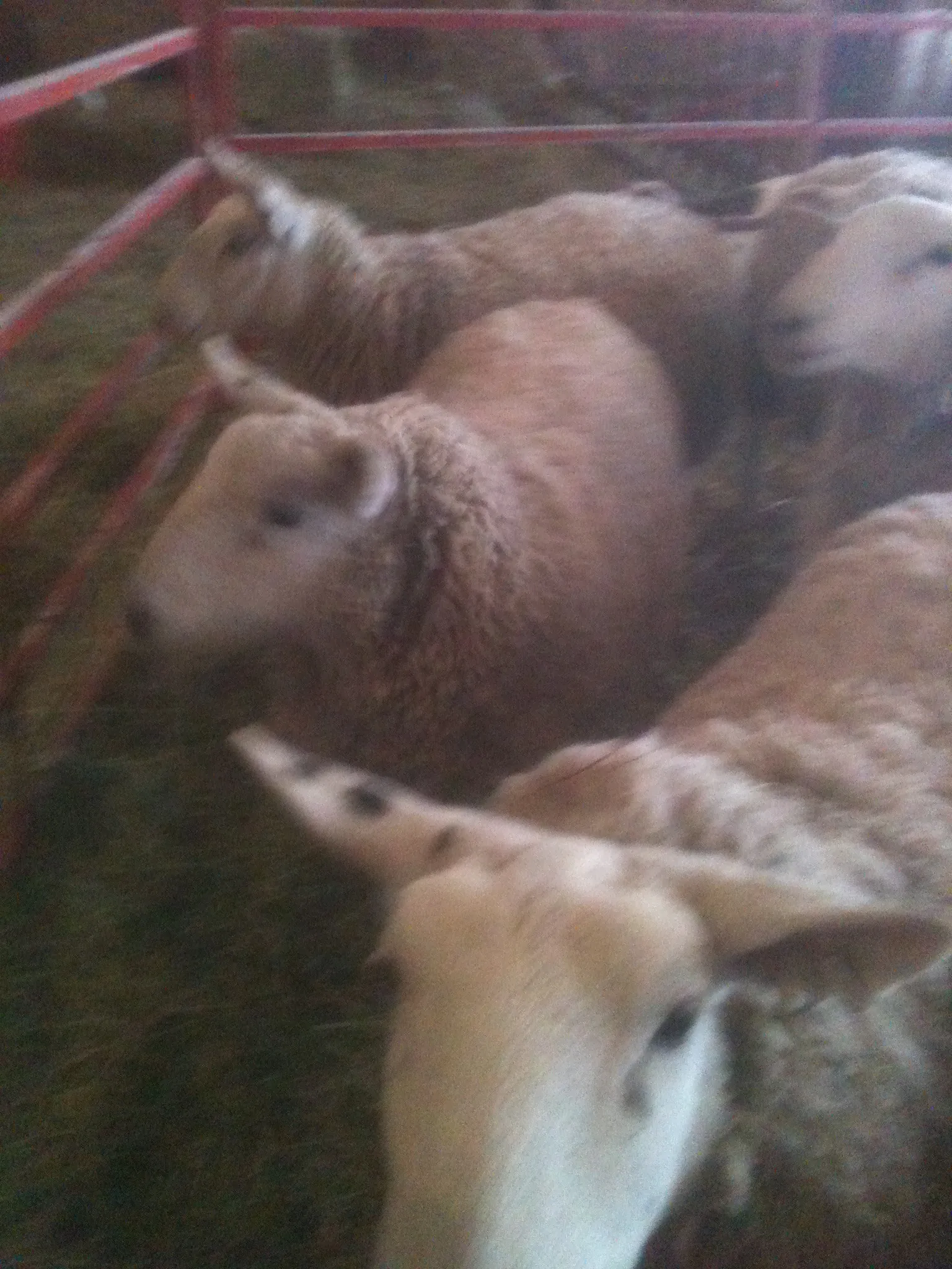 Sheep all warm in their woollies.