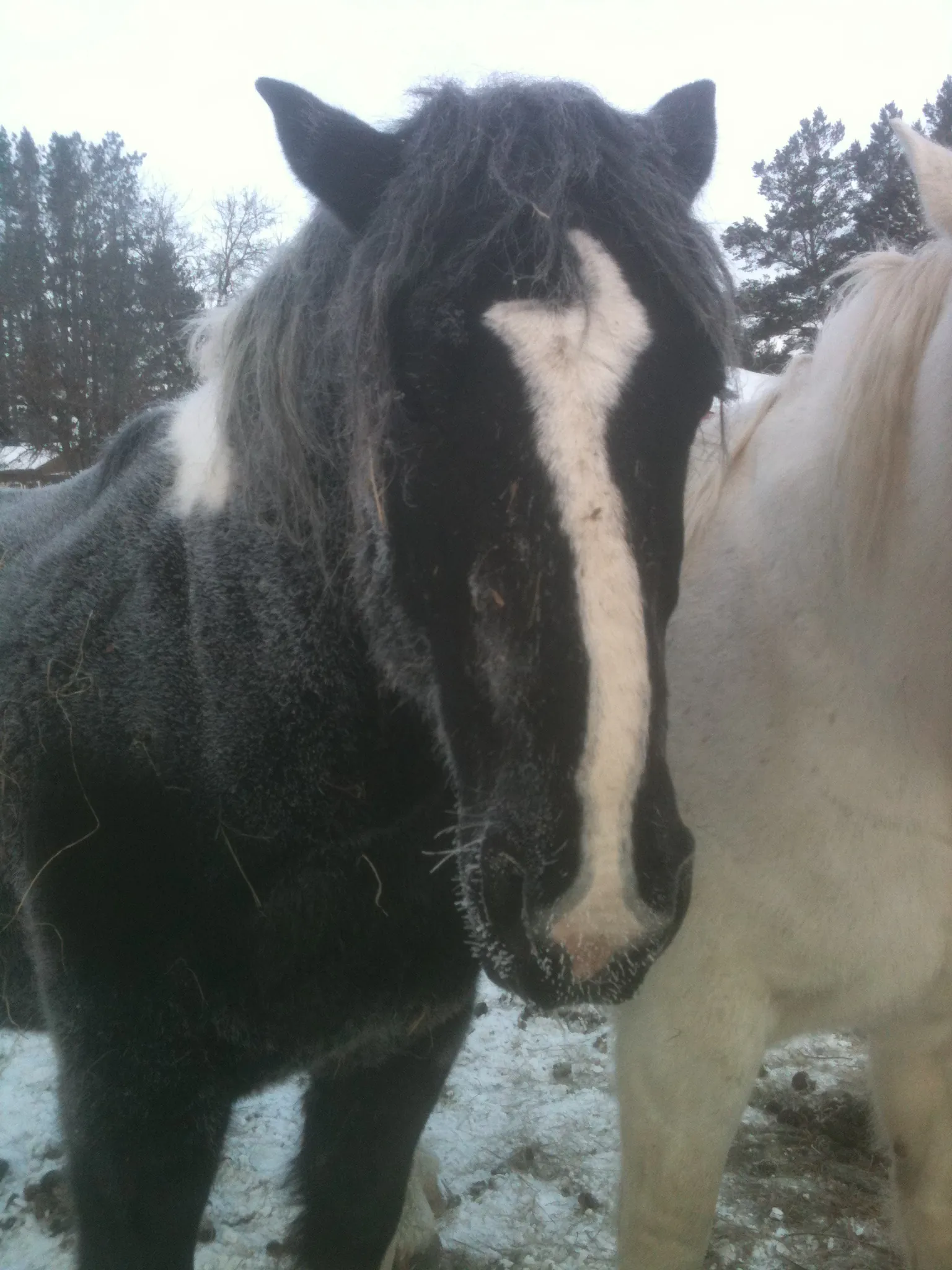 Sam looks good with a little “frosting” on his mane.