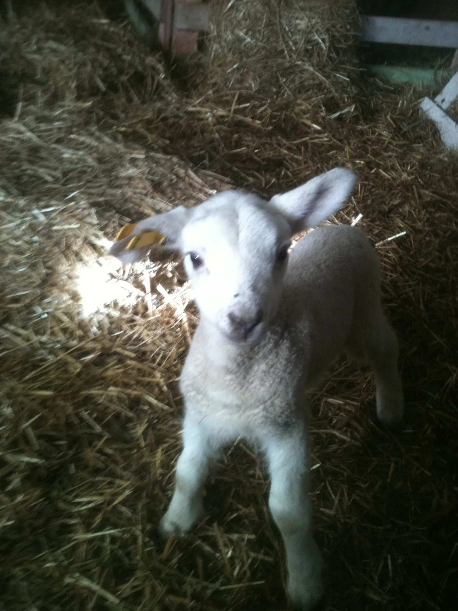 “Hi Mr. Ed. Bet you can’t catch me”