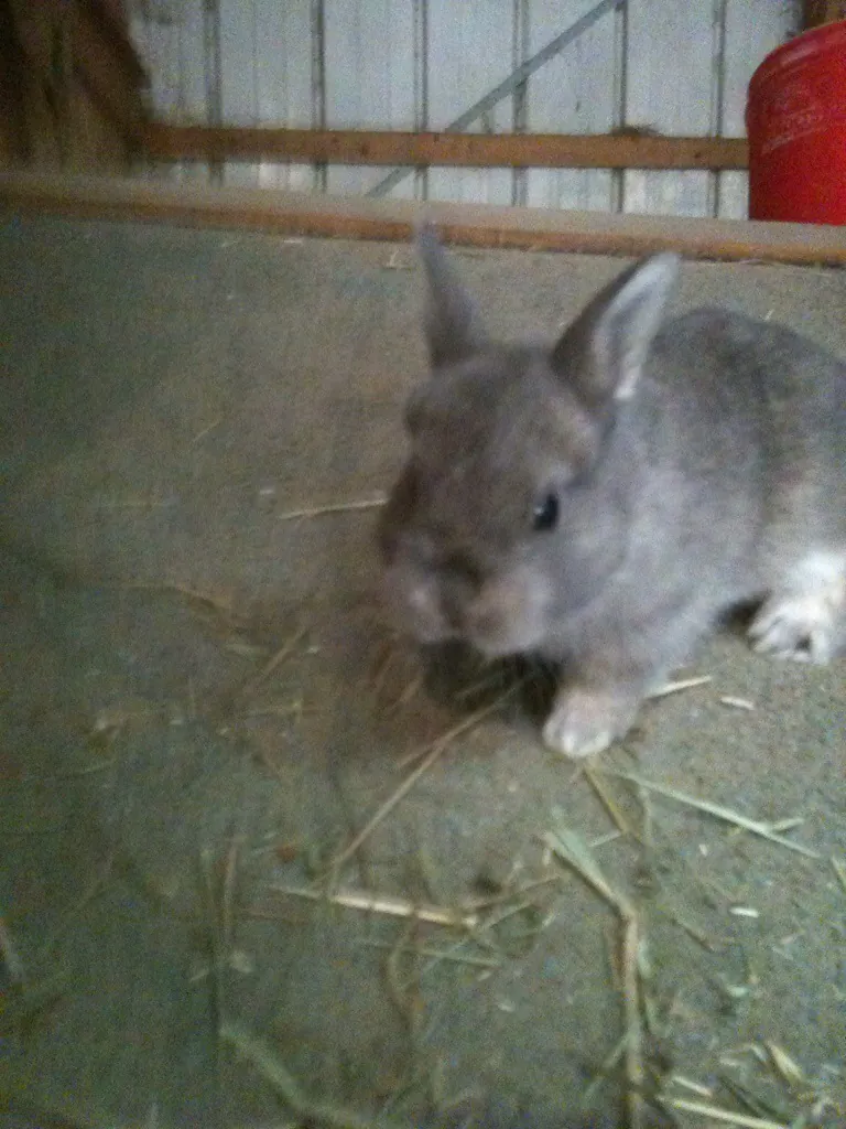 One of seven little Peanuts