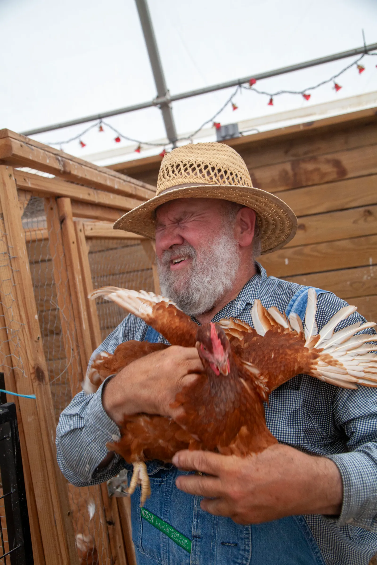 Chickens at the farm - Photo by Luke Mason