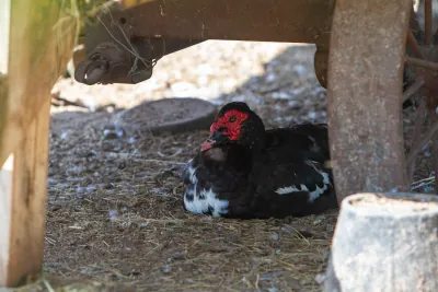Ducks & Geese photo 1