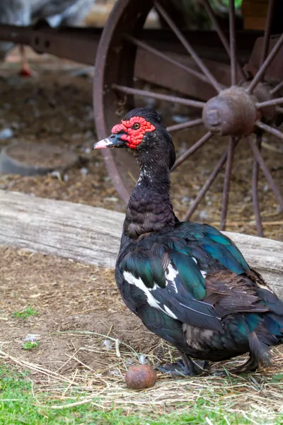 Ducks & Geese photo 4