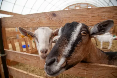 Goats at Mr. Ed's Farm - Photo by Luke Mason