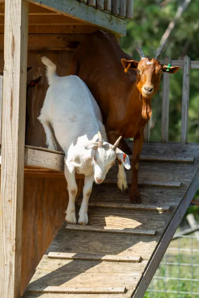 Goats photo 3