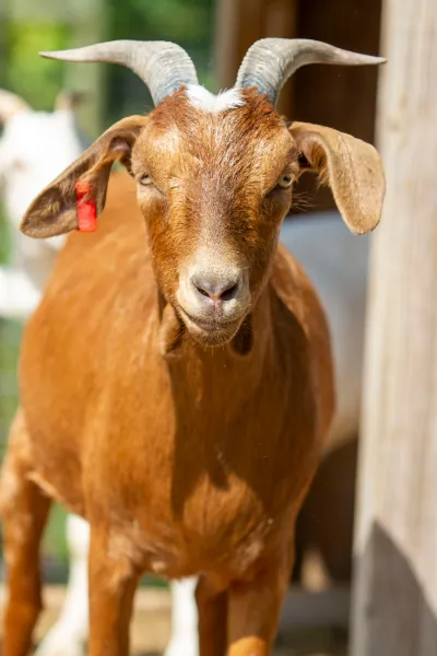Goats photo 4