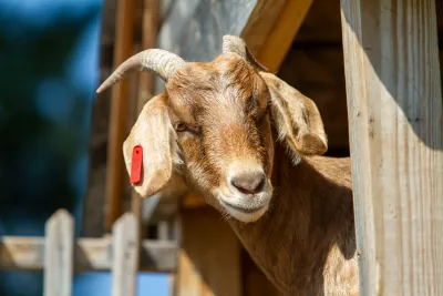 Goats photo 5