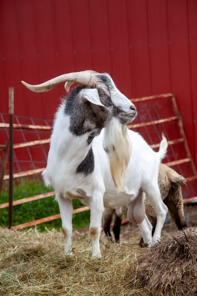 Goats photo 14