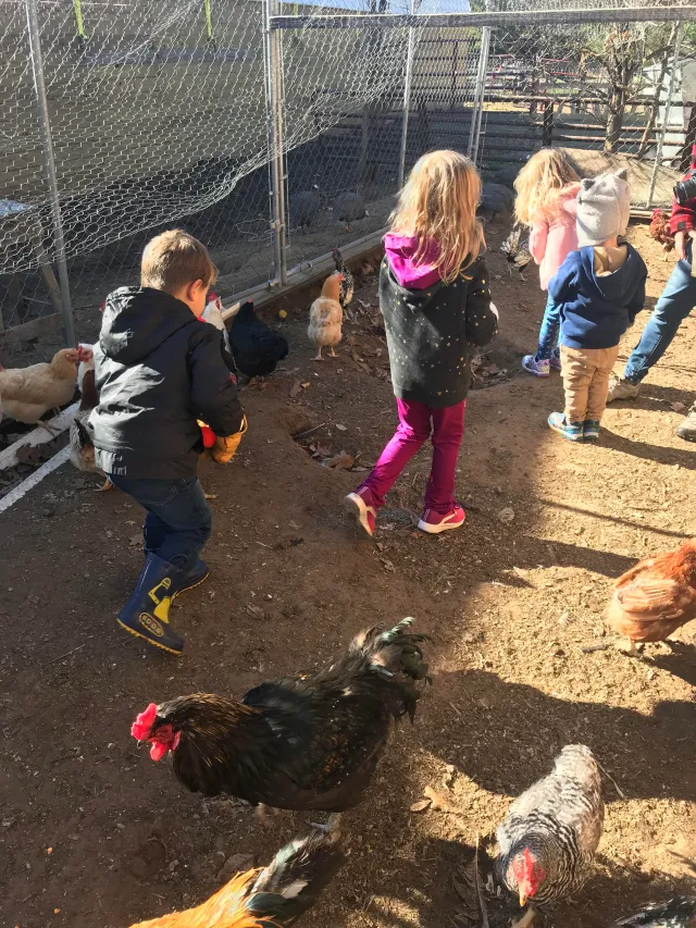 Children learning with chickens at Mr. Ed's Farm